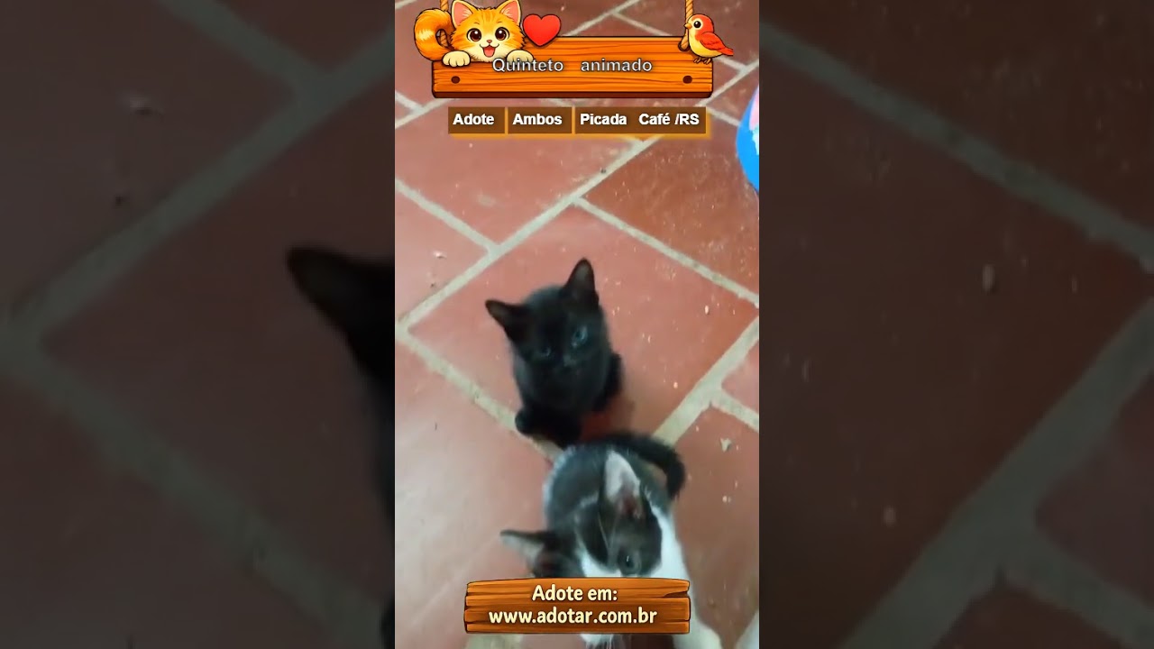 Gato raça SRD-ViraLata idade 2 a 6 meses nome Quinteto animado