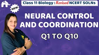 Neural Control and Coordination Class 11 Biology | Revised NCERT Solutions Chapter 18 Questions 1-10