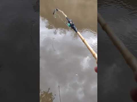 Pesca de boga en Córdoba #fishing #pesca #pescaurbana #fish #pescaria