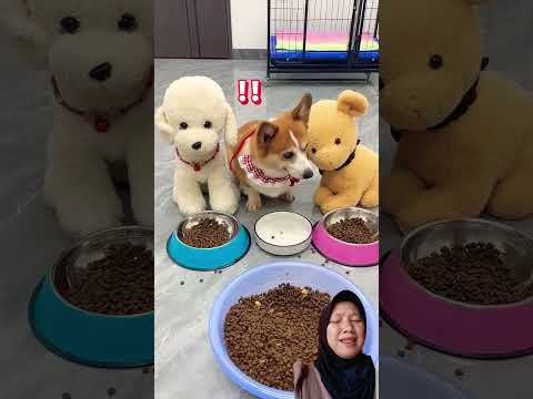 #dog #corgijuniors #8bit #corgi #pets #corgidorable #funny #ilovecorgis #cute