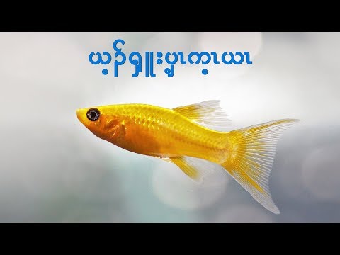 Hymn, I Hear the Saviour Say in Karen / Eh Wah & Eh Ler Tha