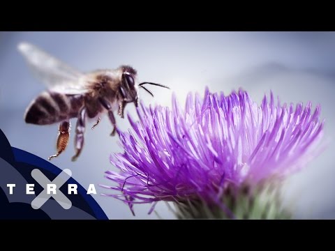 , title : '10 Fakten über Bienen | Superzeitlupe'