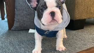 Video preview image #2 French Bulldog Puppy For Sale in SAN DIMAS, CA, USA