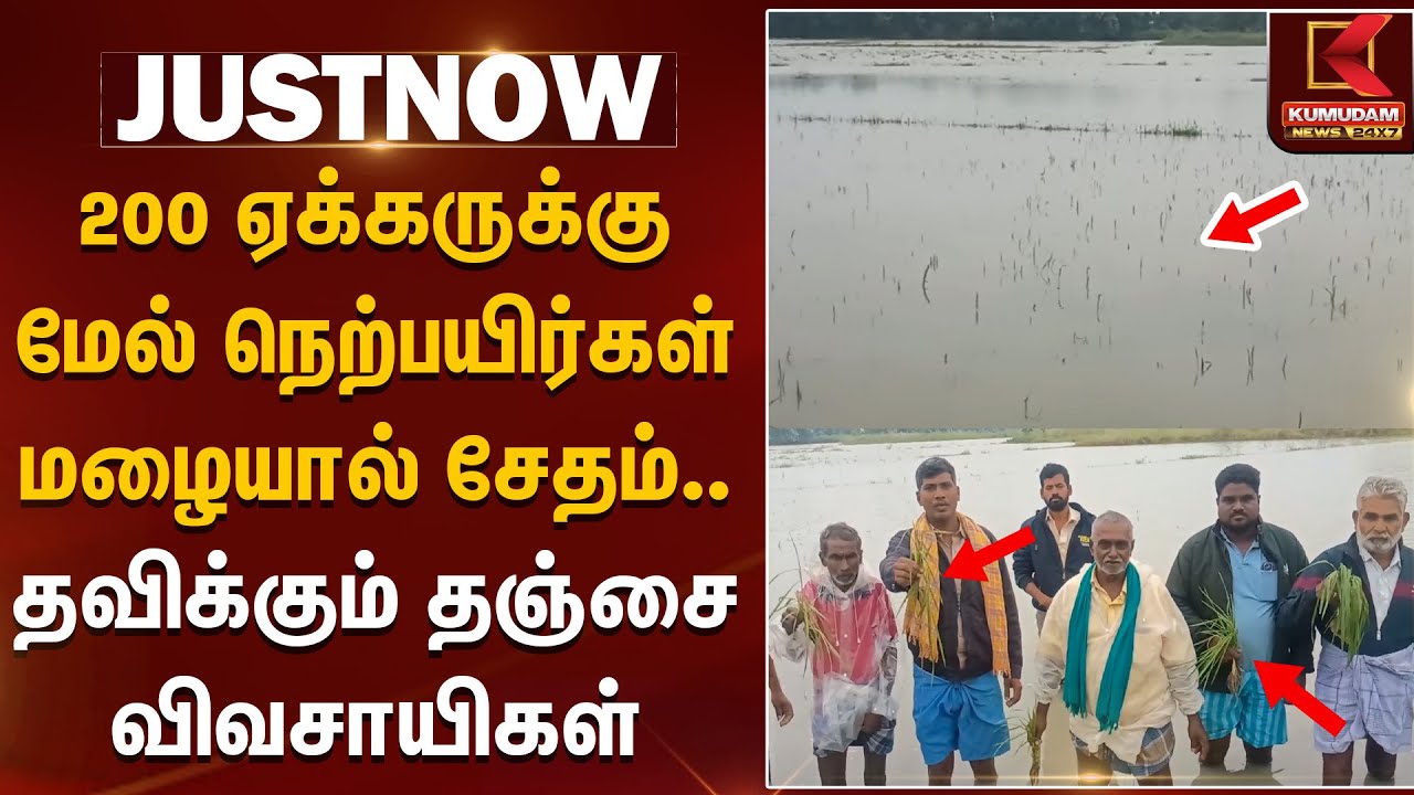 Ditwah Cyclone | 200 ஏக்கருக்கு மேல் நெற்பயிர்கள் மழையால் சேதம்.. தவிக்கும் தஞ்சை விவசாயிகள் | Rain