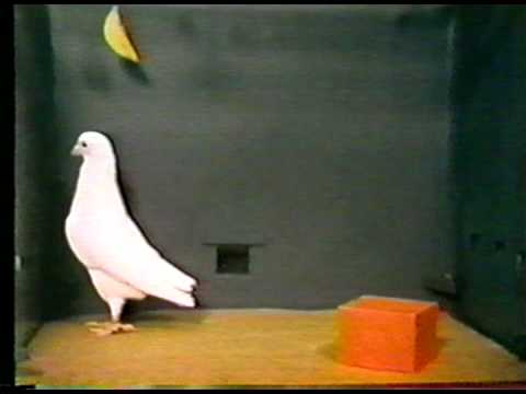 BF Skinner Foundation - Pigeon & Red Block