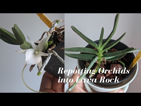 Repotting Orchids into Lava Rock | Angraecum Didieri