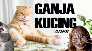 Download lagu Kucing Mabok Ganja - Kucing Kalian Akan Senang Jika Mengonsumsi Tanaman Ini, Ganja Kucing, Catnip mp3 Download lagu Kucing Mabok Ganja - Kucing Kalian Akan Senang Jika Mengonsumsi Tanaman Ini, Ganja Kucing, Catnip mp3