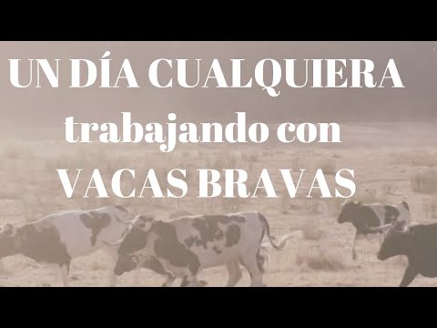 VACAS BRAVAS Toros de Lidia UN DIA CUALQUIERA, un “simple” CAMBIO DE CERCADO