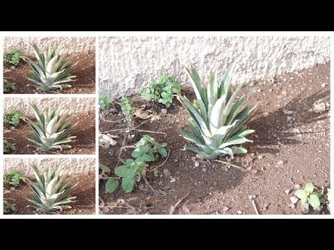 Como Cultivar una Piña / How to Grow a Pineapple