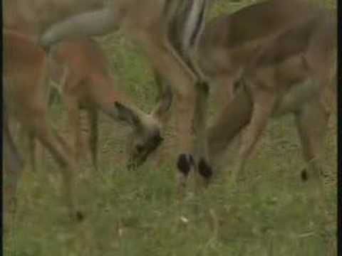 Impala Lamb's Playing