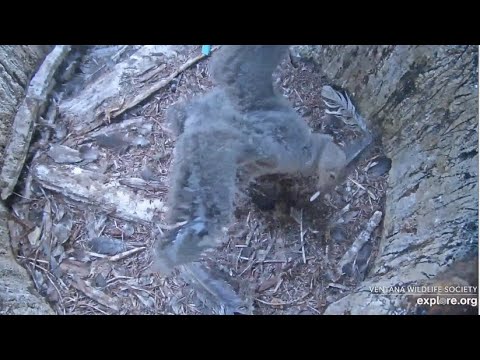 Big Sur CA Condors ~ PLAYTIME! Condor Chick #1031 Dances With A Feather! Hopping & Flapping! 6.13.20