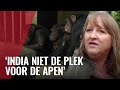 Alle chimpansees weg uit Artis? Esmay start petitie tégen vertrek