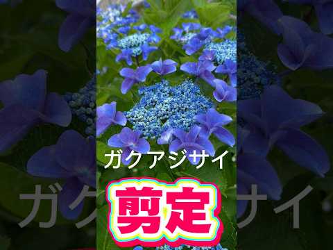 アジサイの剪定方法は？避けるべき最も一般的な間違い  庭園