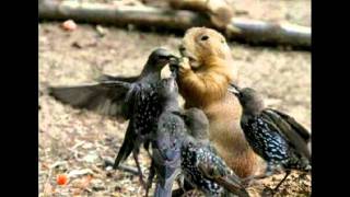 Your Cheatin Heart. - Carol Welsman