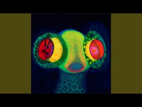 Video thumbnail for LEAR’S EARS