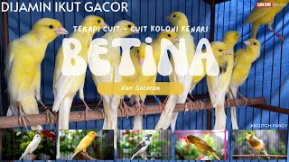 Download lagu PANCINGAN Kenari BETINA Cuit Cuit Kenari Scoth Fancy dan Gacoran | Dijamin Kenari Lain Ikut Gacor. mp3