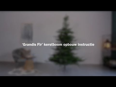 KERSTBOOM%20GRANDIS%20FIR%202%2C4m%20GROEN%20162cm%20diam%202935%20TIPS