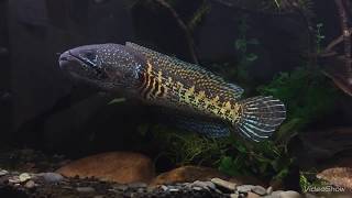 ［問題］一尺半雷龍單養