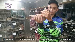 Download lagu SPILL INDUKAN PERSIAPAN 2024 KANDANG HABIBI CIREBON - PART 1 mp3