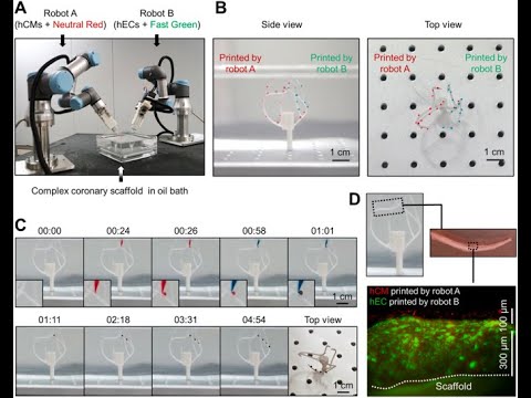 Robotic Solution for Fabricating Long-Term Survived Cardiac Tissues