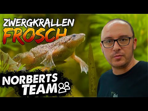 Dwarven-clawed frogs | NORBERTS TEAM | Zoo Zajac