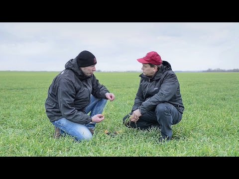 Wintergerste ANJA in der Praxis - Teil 1) nach Winter : LG Seeds Deutschland