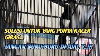 Download lagu How to care for a wild kacer so that it sings well and opens its tail mp3