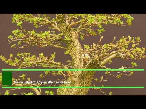 The Trophy 2021 - Tree evolution: Acer campestre from Hermann Haas