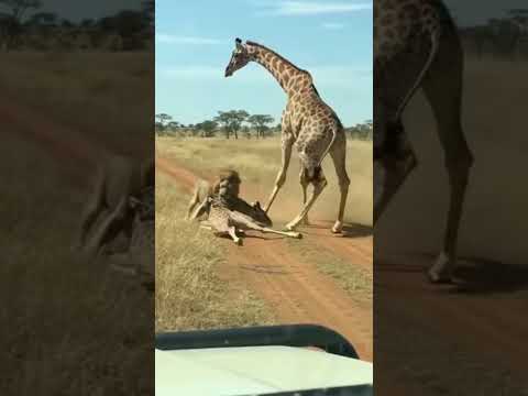 🥺 Mother Girafe Trying to defend her baby against a lion 🥲#wildlife #shorts #viral #lion #girafe