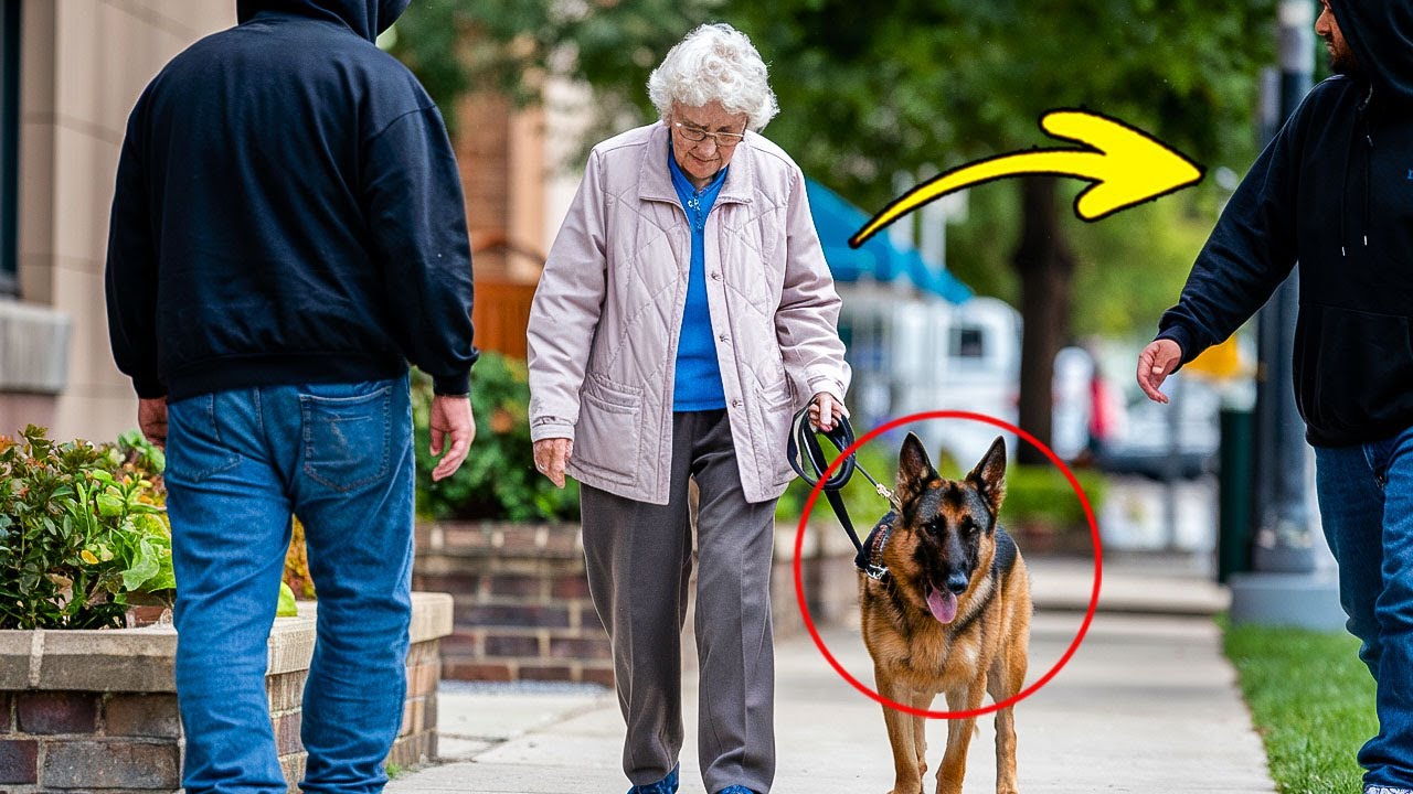 Men Attack Elderly Woman Without Knowing Her Rescued Dog Was A Former Police Officer...