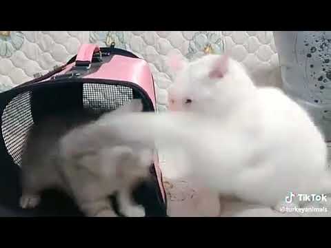 Two cats Funny fight 🐈🐈