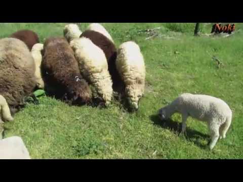 19..Staniša Paunović - Še faš dajko še lukredz