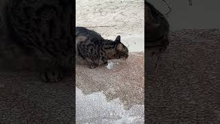 🇧🇸Travelogue - I’m thirsty Meow! #bahamas #cat #thirsty #cute #water