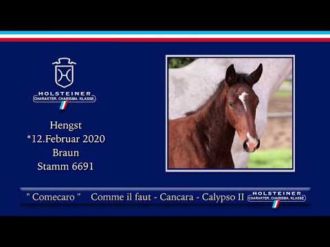 Holsteiner Online-Fohlenauktion 2020 - Comecaro
