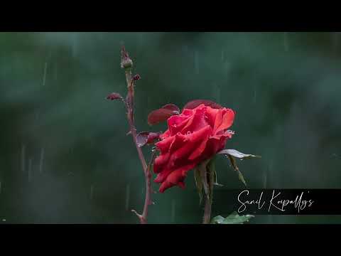 A Tribute to Padmarajan and Johnson Master