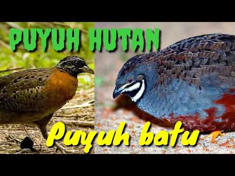 Pipikau Novyj Trend Smotret Onlajn Na Sajte Trendovi Ru