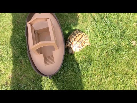 Черепашка атакует!