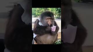 Download lagu Wah monyetnya lagi makan apa ya, kayaknya makan eskrim ya,story wa, story wa kata2 bijak,story wa mp3 Download lagu Wah monyetnya lagi makan apa ya, kayaknya makan eskrim ya,story wa, story wa kata2 bijak,story wa mp3