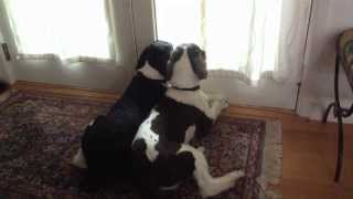 What their dogs do while home alone