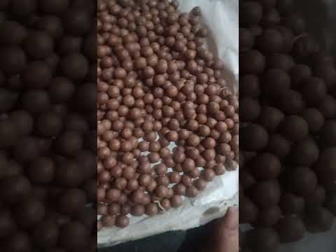 Macadamia nut seed