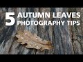 Autumn Leaves Photography Tips for Close Up and Macro