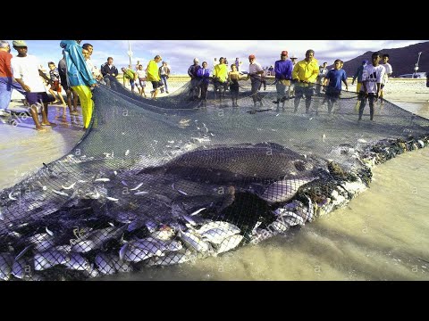 Amazing Gian Tuna Fishing Skill, Big Fishing Bluefin Tuna on the Sea