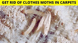 How to get rid of clothes moths in carpets and kitchen naturally