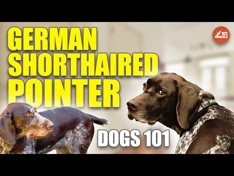 German SHORTHAIRED POINTER 101 🐶 Family Dog Breed