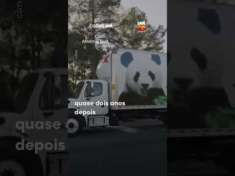 Pandas gigantes retornam a Atlanta após acordo histórico entre Donald Trump e Xi Jinping