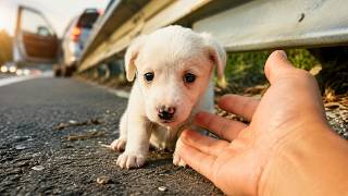 Small Puppy Changes Completely After Being Rescued