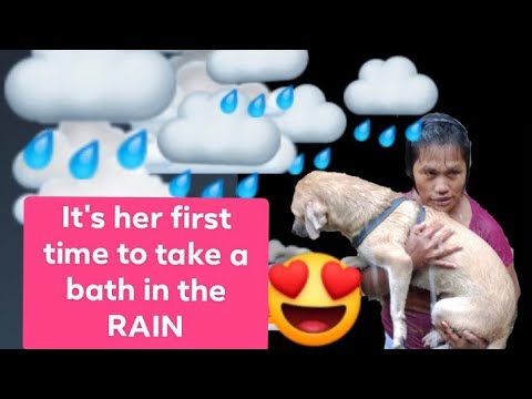 Adorable Labrador dog taking a bath in the rain.