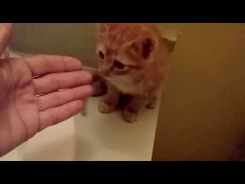 How to Safely Bathe Your Kitten: Step-by-Step Guide