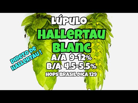 LUPULO HALLERTAU BLANC - HOPS BRASIL DICA 129