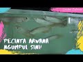 Arwana Dan Koi Merupakan Ikan Hias Yang Hidup Diair